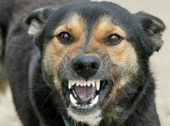 Карантин по бешенству объявили в Воронежской области