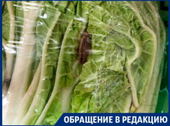 Капусту с отвратительным «сюрпризом» нашли в супермаркете Воронежа