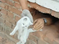 Воронежские спасатели достали котенка, провалившегося между кирпичными стенами многоэтажки