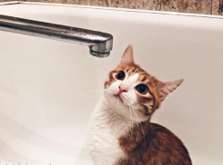 В каких домах Воронежа отключат горячую воду с 3 по 9 августа