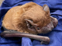 О массовом выпуске летучих мышей на волю рассказал воронежец