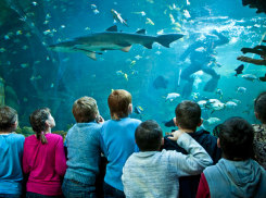 Воронежские школьники могут узнать тайны подводного мира 