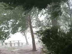 Мощь урагана, вырывавшего деревья с корнями, наглядно показали в Воронеже