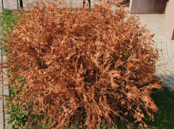 «Поливают дождем»: жители Воронежа платят за «засохший» сервис