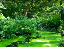 Чиновники решили остановить «экологический геноцид» под Воронежем