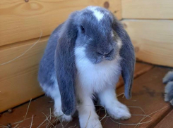 Необычных французских кроликов поселили по соседству с альпаками в Воронеже