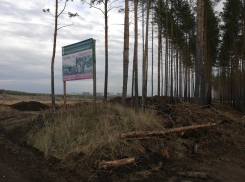  Активисты просят спасти лес от вырубки ради карьера в Воронеже 