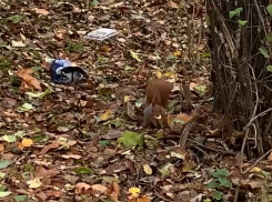 Отписка от ГЖИ расстроила бы даже белочку в Воронеже