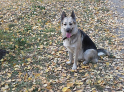 Воронежская семья лишилась собаки из-за праздничной петарды