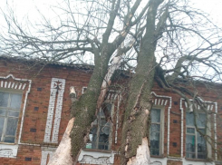 Сухие деревья рухнули на исторический объект в Воронежской области 