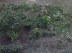 Охранник детского сада жестоко обошелся с щенком в Воронеже