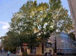 Будут ли вместе с кафе уничтожены редкие белые тополя на проспекте Революции 
