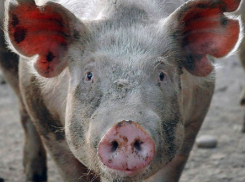 Африканская чума свиней: в Воронежской области уничтожено 10 тысяч животных