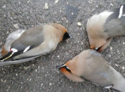 «Пьяные» птицы напугали своим состоянием воронежцев