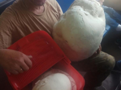 Гриб гигантского размера нашли в зарослях под Воронежем