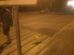 Мужчину в компании утки застали за ночной прогулкой по Воронежу