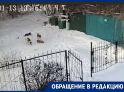 «Повалили наземь, покусали шубу»: жители воронежской улицы о нападении собак