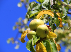 Масштабные мастер-классы пройдут в Яблоневом саду Воронежа
