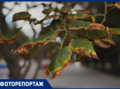 Умирают на глазах: каштановый коридор засыхает в центре Воронежа
