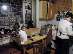 Владелица приюта для животных в Воронеже: «Я с кошками живу за счёт денег, отложенных на памятник покойному мужу»