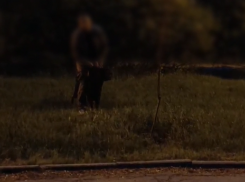 «Собака трижды кинулась на ребенка»: перепалка из-за прогулки без намордника произошла в Воронеже 