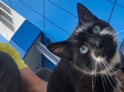 Четырехлапый путешественник выпрыгнул из окна машины на воронежской трассе