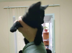 «Котенка спасли»: мэр Воронежа сообщил радостную новость 