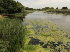 Объявлен конкурс на соискание премии правительства Воронежской области в сфере экологии