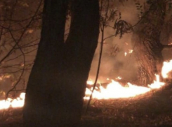 Опубликованы фото Северного леса во время пожара в Воронеже 