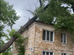Дерево рухнуло на жилой дом в Воронеже – опубликовано видео 