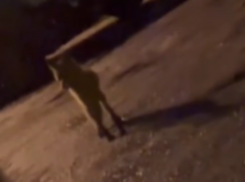 Рыжая гостья посещает воронежцев по ночам