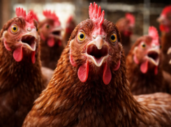 Потребовалось уничтожить почти миллион кур-несушек под Воронежем
