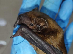 Толстую «ночную фурию» спасли с фасада ГЧ в Воронеже