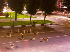 Стая из 20 собак устроила рейд на воронежское правительство