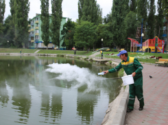 В воронежское «Лебединое озеро» на Минской запустили бактерий