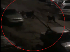 Свора собак устроила лающее представление под окнами воронежцев
