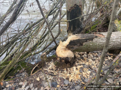 Бобриные следы заметили в Воронеже