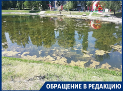 Неприглядное состояние Лебединого озера показали на фото в Воронеже