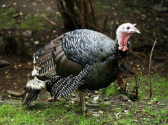 Завод по производству племенного яйца индейки будет построен  на юге Воронежской области