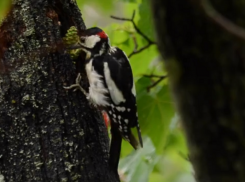 Кормежку дятла во время дождя сняли на видео в воронежском заповеднике