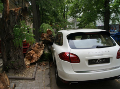 За ночь шквалистый ветер в Воронеже повалил 7 деревьев и уничтожил 2 автомобиля