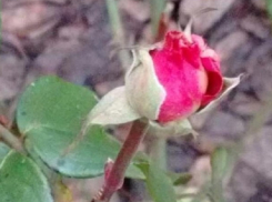 Из-за аномальной погоды в Воронеже распустилась роза в декабре 