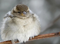 Какой будет последняя неделя января в Воронеже, рассказали синоптики