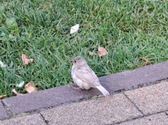 Что творится с популярным воробьем-альбиносом в Воронеже