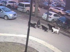 Стая бродячие псов разодрала кошку в клочья в Воронеже