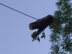 Пень невероятным образом завис над головами жителей Воронежа