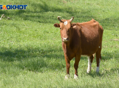 На 9 тысяч коров сократилось поголовье в воронежском АПК