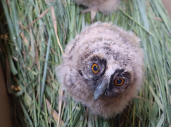 Ушастых совят показали на фото в Воронеже