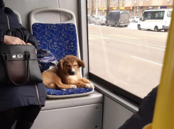 Забрали из приюта и бросили в маршрутке: как началась и чем кончилась история пса-путешественника в Воронеже 