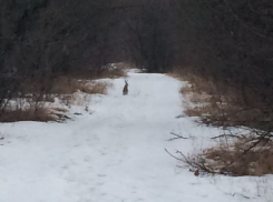 Одинокого зайца заметили в яблоневом саду Воронежа